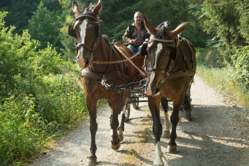 Un homme conduisant un attelage de chevaux