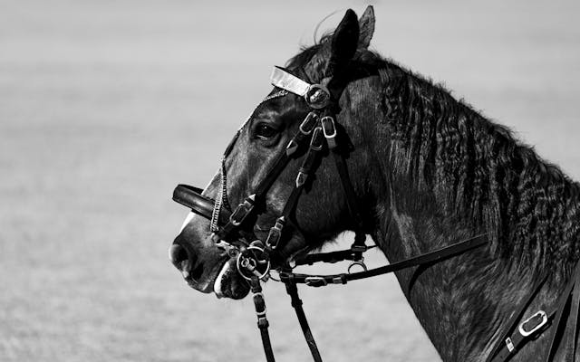 Comparaison visuelle des différents types de filets d'équitation : simple, muserolle croisée, française et anatomique