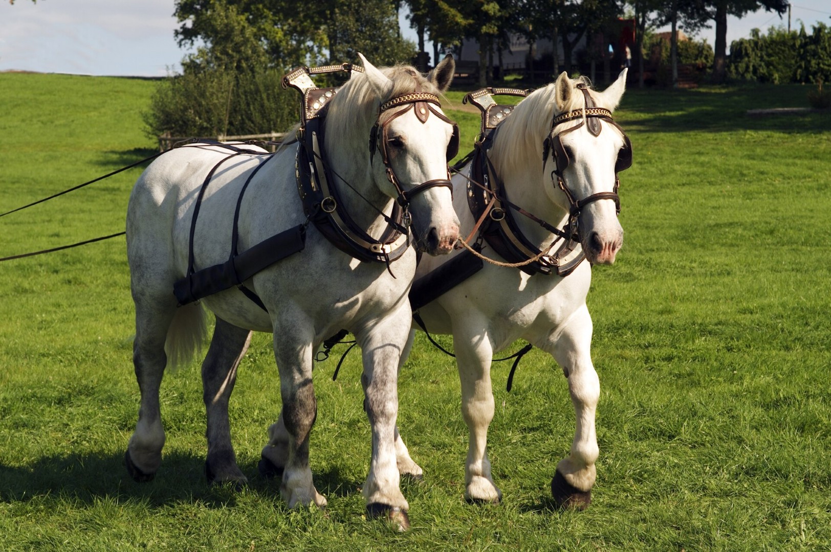 Percherons attelés mondial du cheval percheron 2011Cl J Weber15