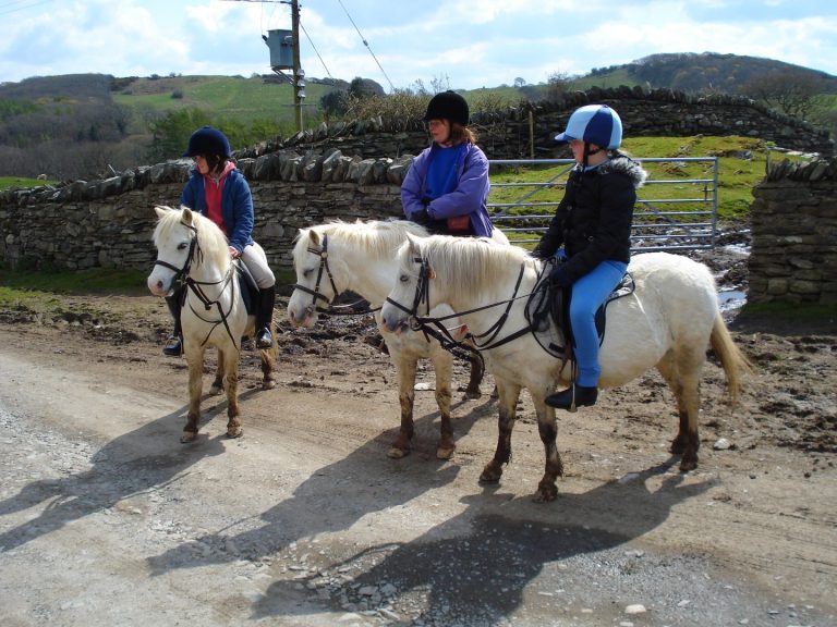 Guide complet races poneys attelage traditionnel shetland connemara welsh
