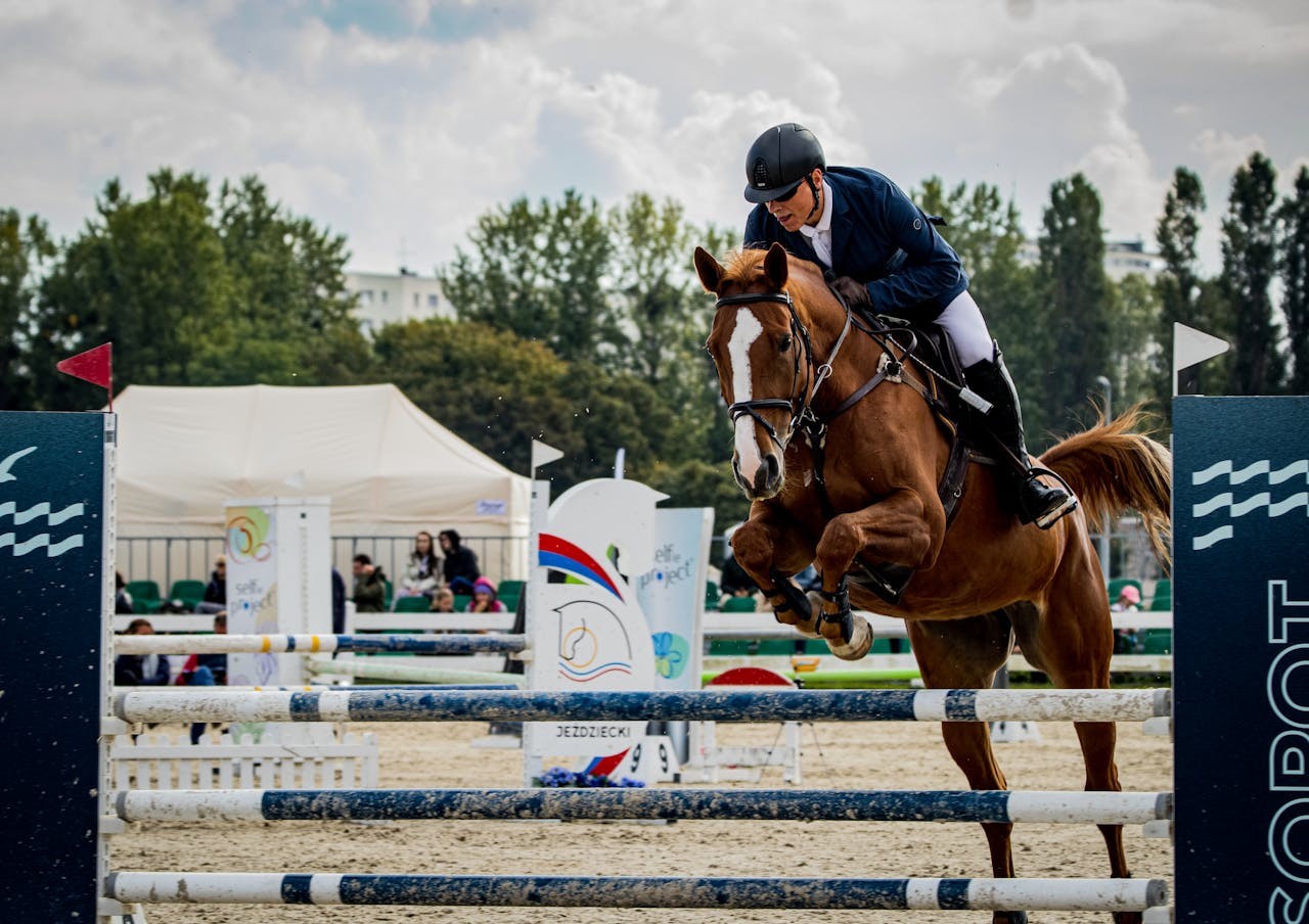 Cavalier français pratiquant le saut d'obstacles dans un cadre traditionnel avec son cheval