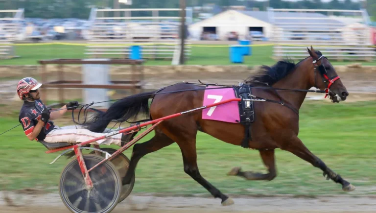 Attelage Sportif : Guide Complet des 3 Épreuves | 2025