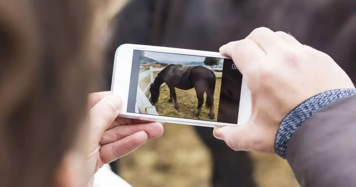 Télémédecine Équine : Innovations et Pratiques 2026