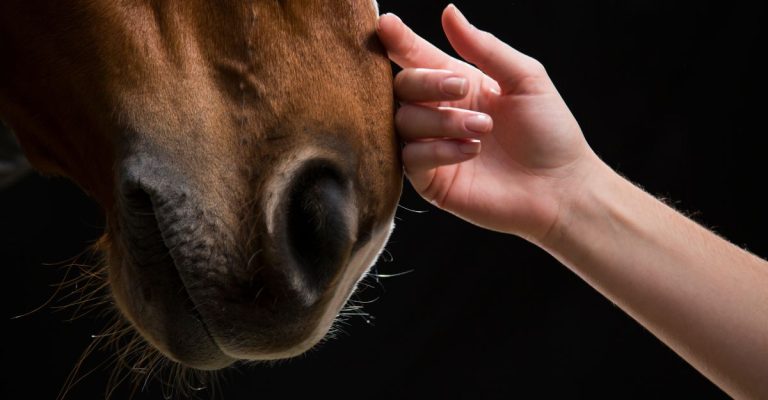 espérance de vie d'un cheval