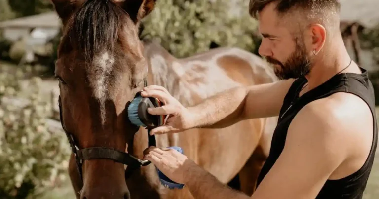 Palefrenier : Guide Complet du Métier, Formation et Salaire 2026