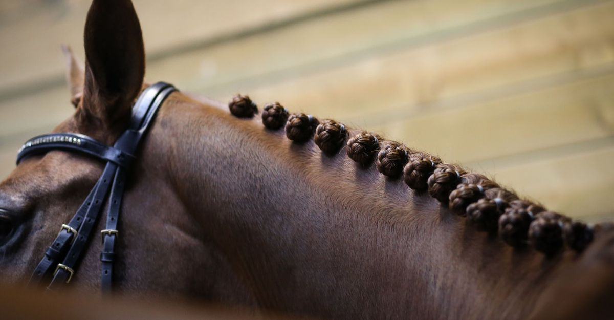 Cavalier réalisant un pion sur la crinière d'un cheval avant un concours