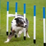 Agility pour Chiens : Guide Complet du Débutant 2026