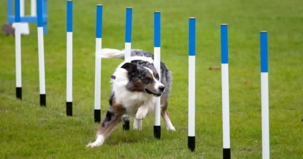 Agility pour Chiens : Guide Complet du Débutant 2026