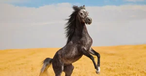 Cheval en Liberté : Guide Complet 2026 pour Débuter