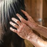 Olga Guseva, l'indispensable groom d'Alexandre Ayache