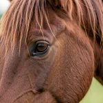 Le deuil chez le cheval : comprendre et accompagner