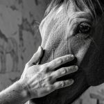 Jean-Louis Sauvat : l'artiste qui sculpte le cheval comme on dresse