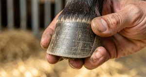 La Fourbure du Cheval : Détecter, Comprendre et Soigner