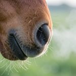 L'emphysème du cheval : comprendre et soulager