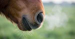 L'emphysème du cheval : comprendre et soulager