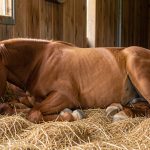 Comment dorment les chevaux ? Debout, couché, en « vache » : tout comprendre