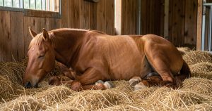 Comment dorment les chevaux ? Debout, couché, en « vache » : tout comprendre