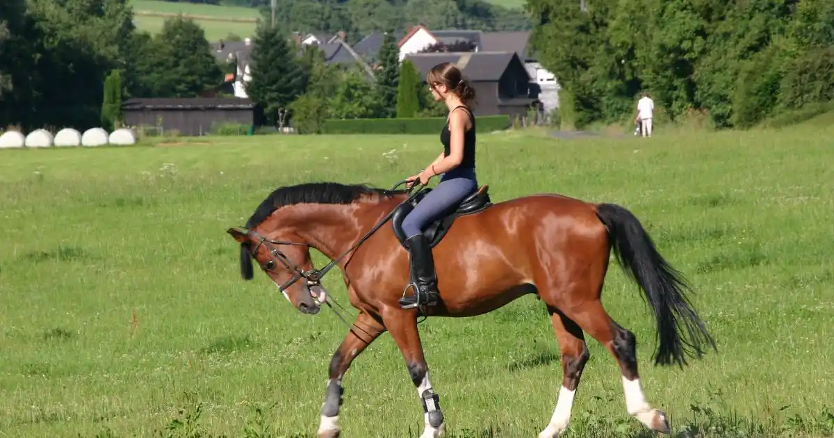 Meilleurs sites sur le monde du cheval : sélection 2026