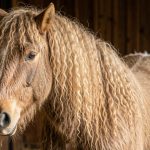 Cushing chez le cheval : symptômes, diagnostic et traitement (guide 2026 complet)