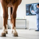 Imagerie du cheval : les techniques expliquées simplement