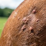 Problèmes de peau chez le cheval : causes et solutions naturelles
