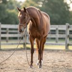 Décontracter son cheval aux longues rênes : conseils d'un meneur