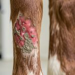 Gale de boue du cheval : soins et prévention (guide 2026)
