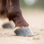 Syndrome podotrochléaire chez le cheval : causes et symptômes