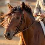 Equestria 2026 : 30 ans de passion équestre à Tarbes