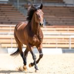 Guide complet des championnats du monde d'équitation à Aix-la-Chapelle 2026