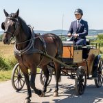 Meneur au guidon d'une voiture d'attelage hippomobile en campagne tarnaise avec harnais parfaitement ajusté