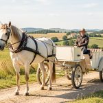 Cheval attelé à une voiture légère sur un chemin rural sécurisé.