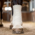 Fracture chez le cheval : soins et premiers gestes