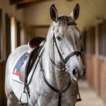Fabuleu de Maucour : le cheval offert à Elizabeth II