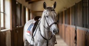 Fabuleu de Maucour : le cheval offert à Elizabeth II