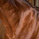 Théorie du Galop 5 : programme complet et plan de révision 2026